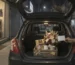 A realistic photo of a curated gift hamper with fresh flowers in the open trunk of a car at a nighttime delivery, illustrating how same-day flower delivery in Lahore actually works.